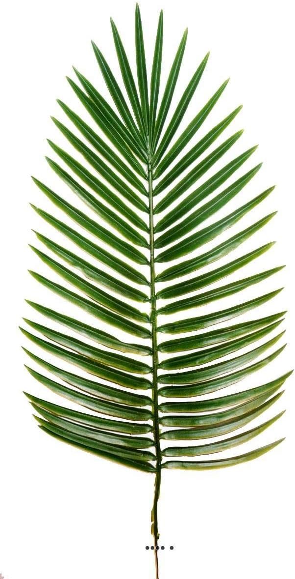 Phoenix Palm