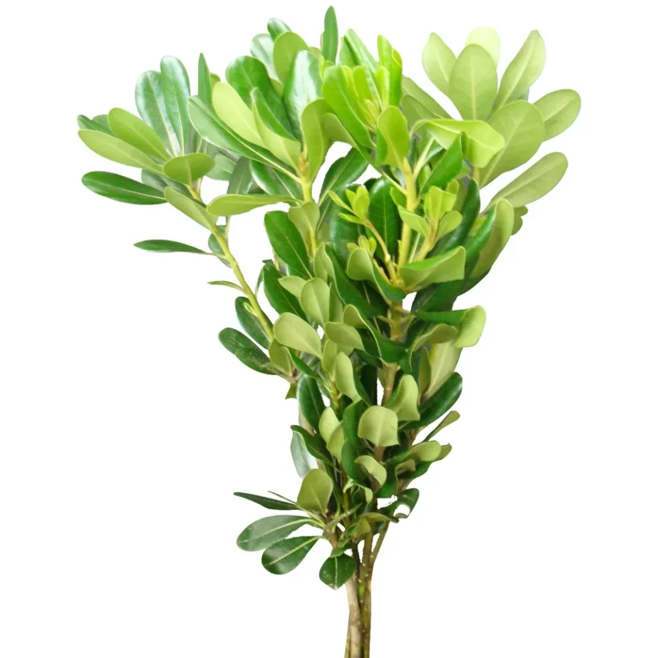 Pittosporum Lemon