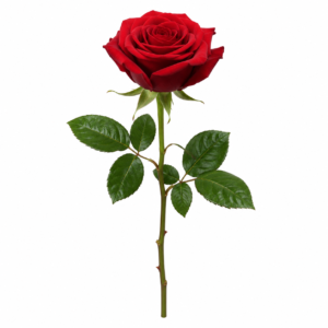 ChatGPT Image Jun 10, 2026, 01_27_47 AM (7)
