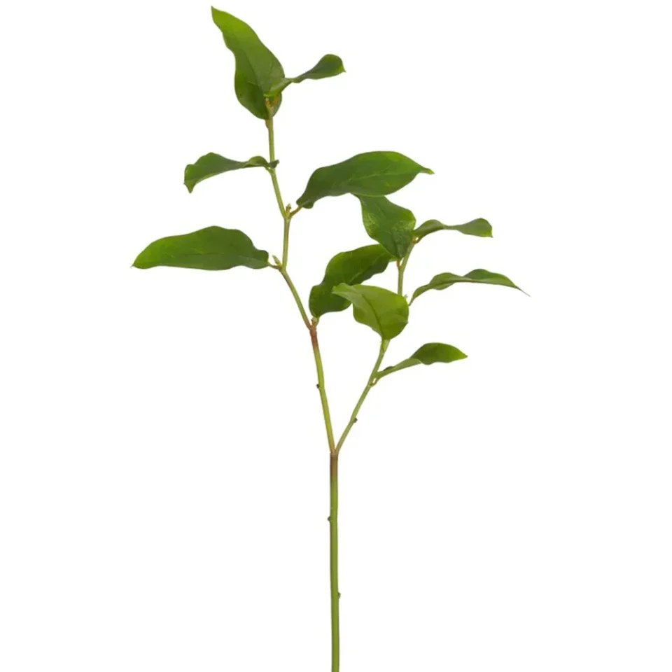 Salal Tips