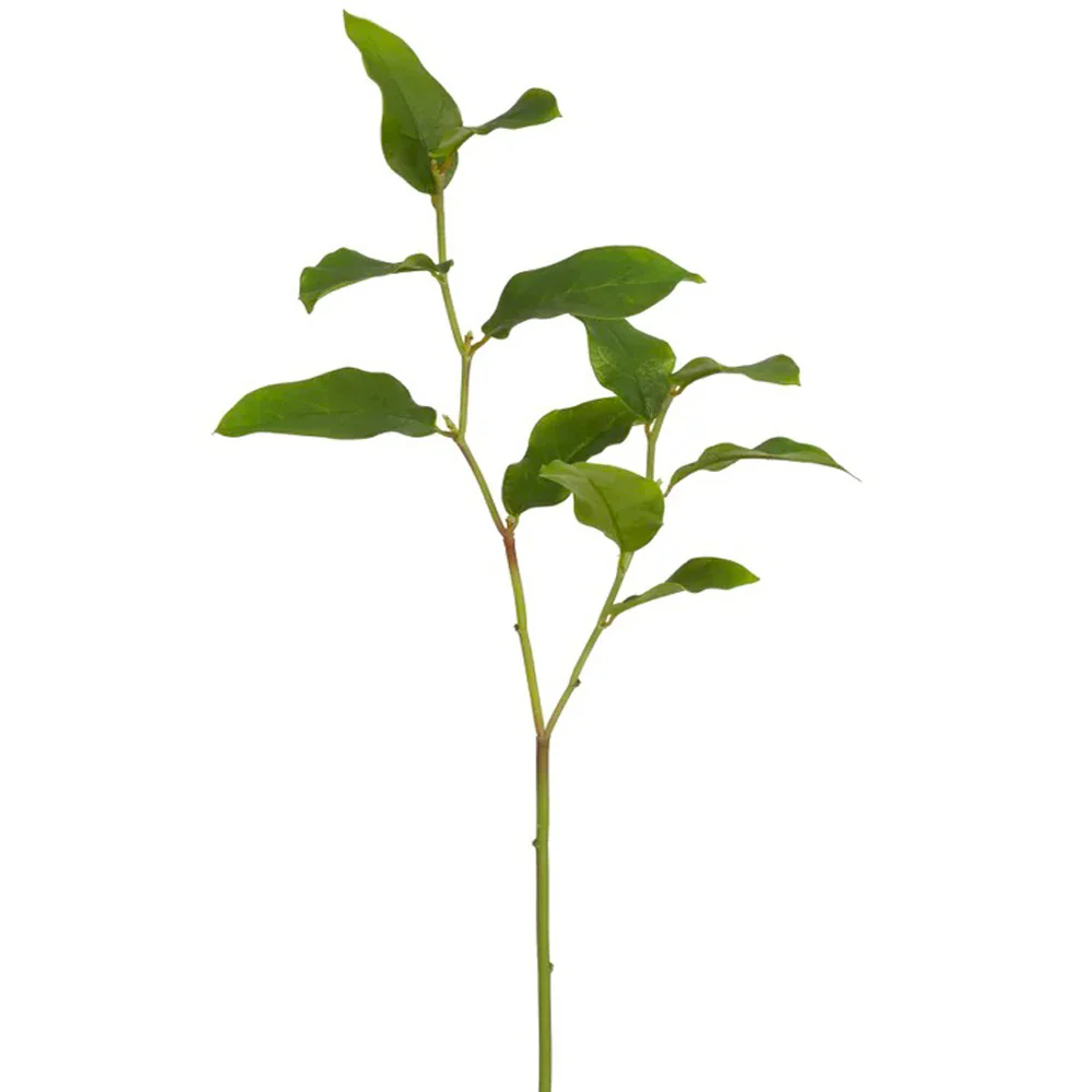 salalleaf_1000x1000